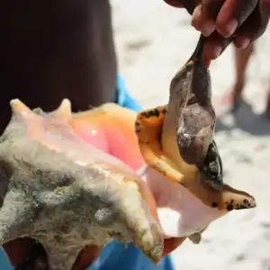 Conch Show + Tasting Tour